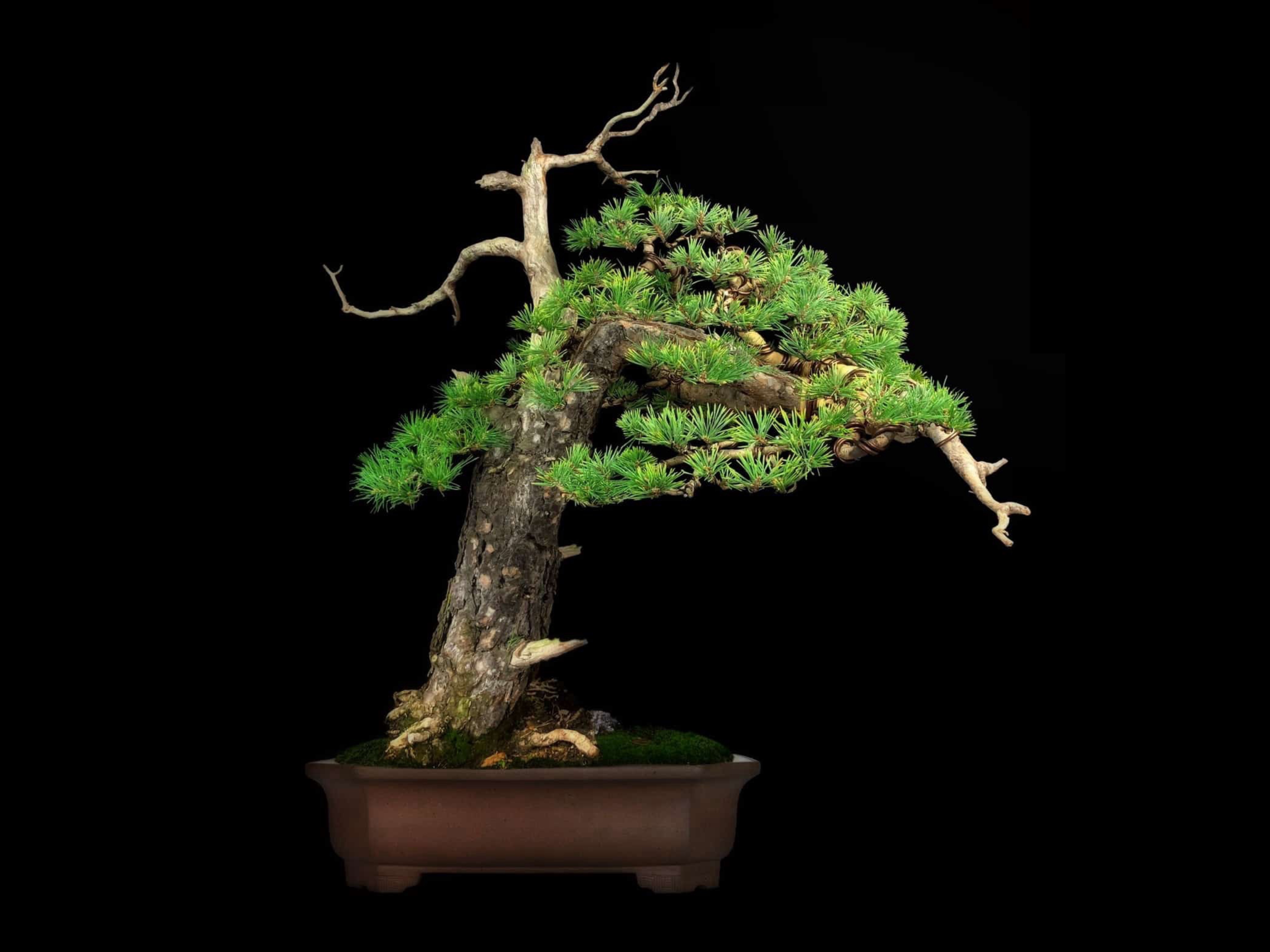 Pino negro austríaco / Pinus nigra