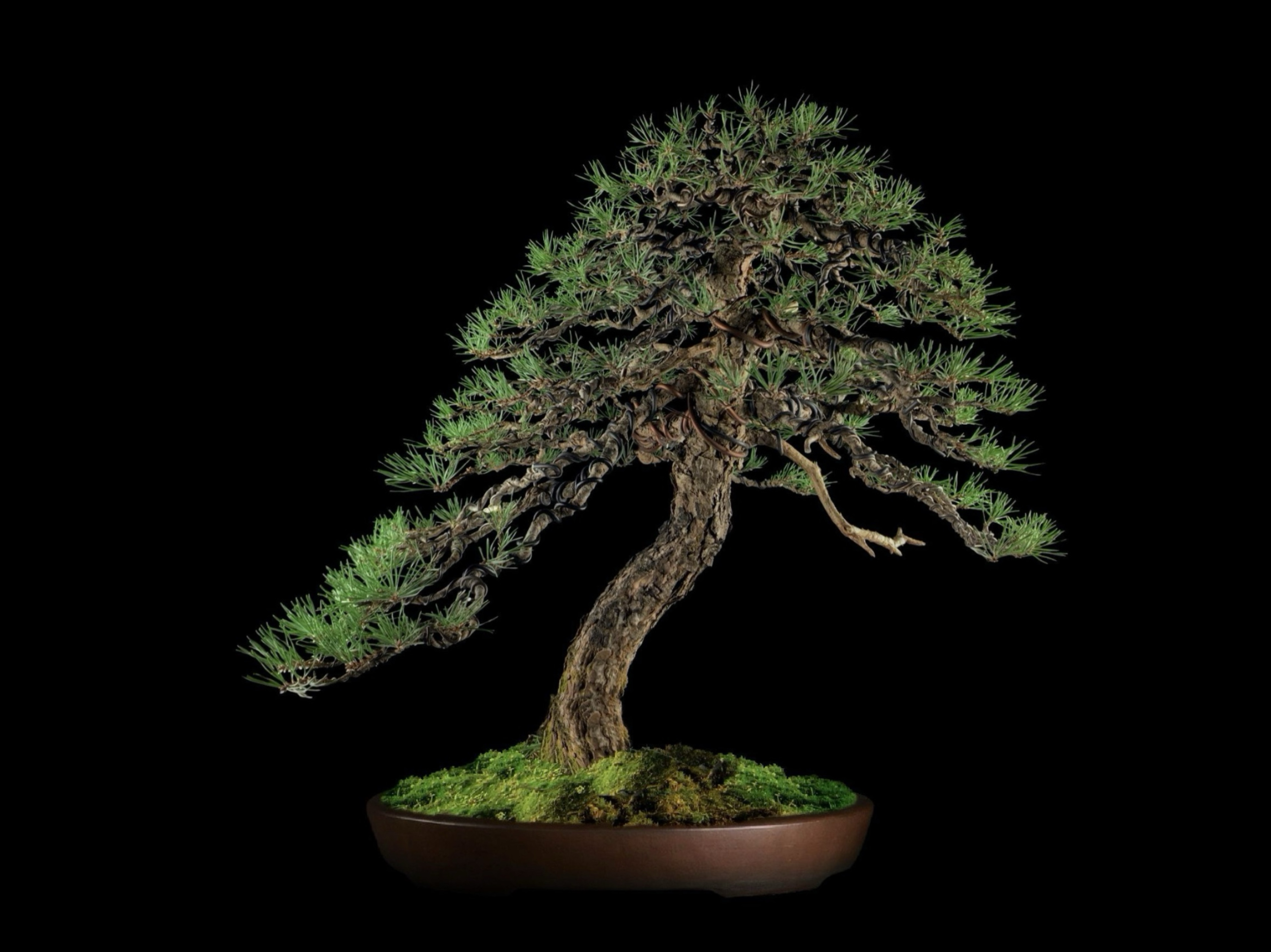 Pino negro austríaco / Pinus nigra