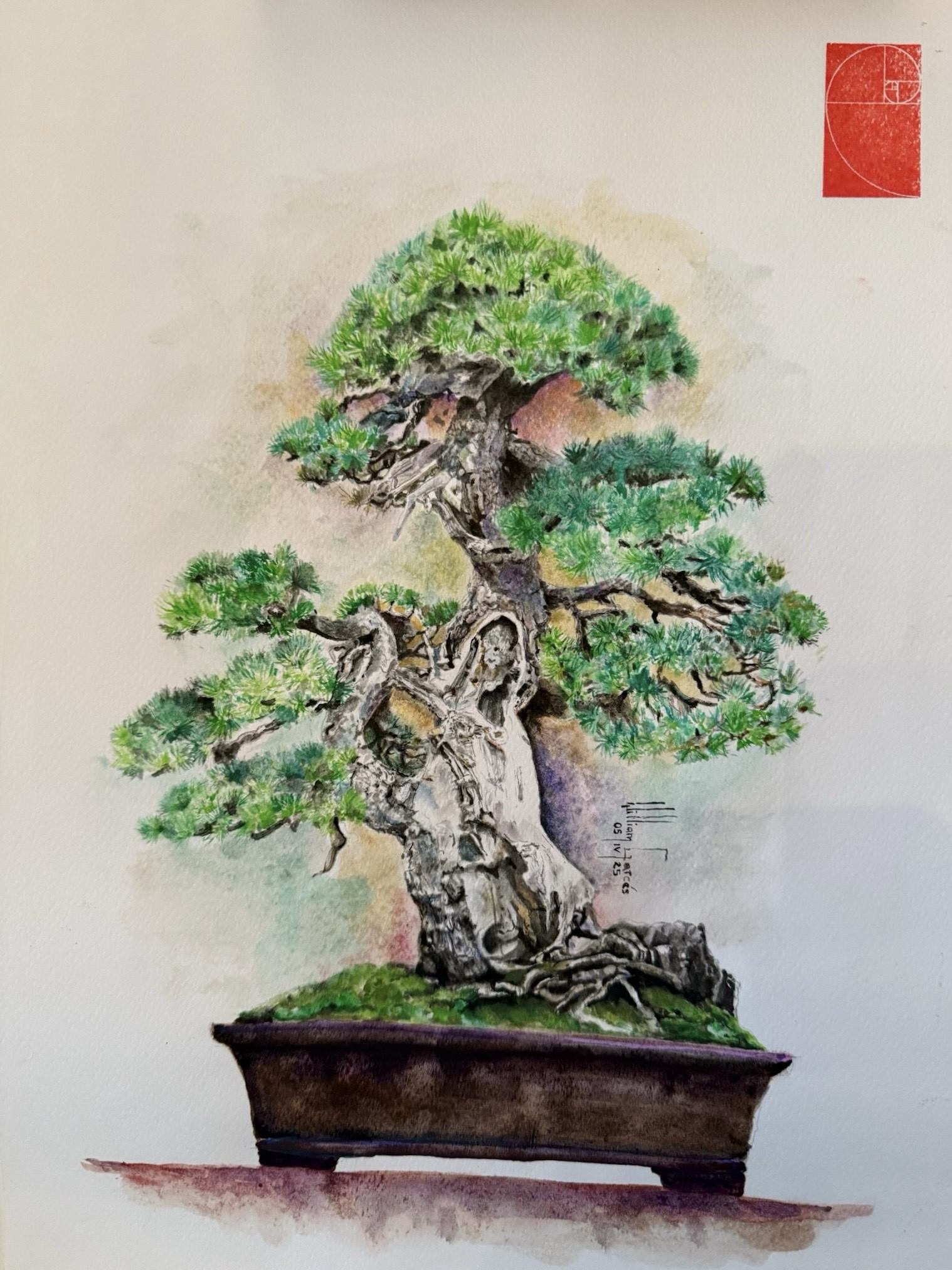 Acuarela del pino Oku no Kyomatsu pintada por William Garcés