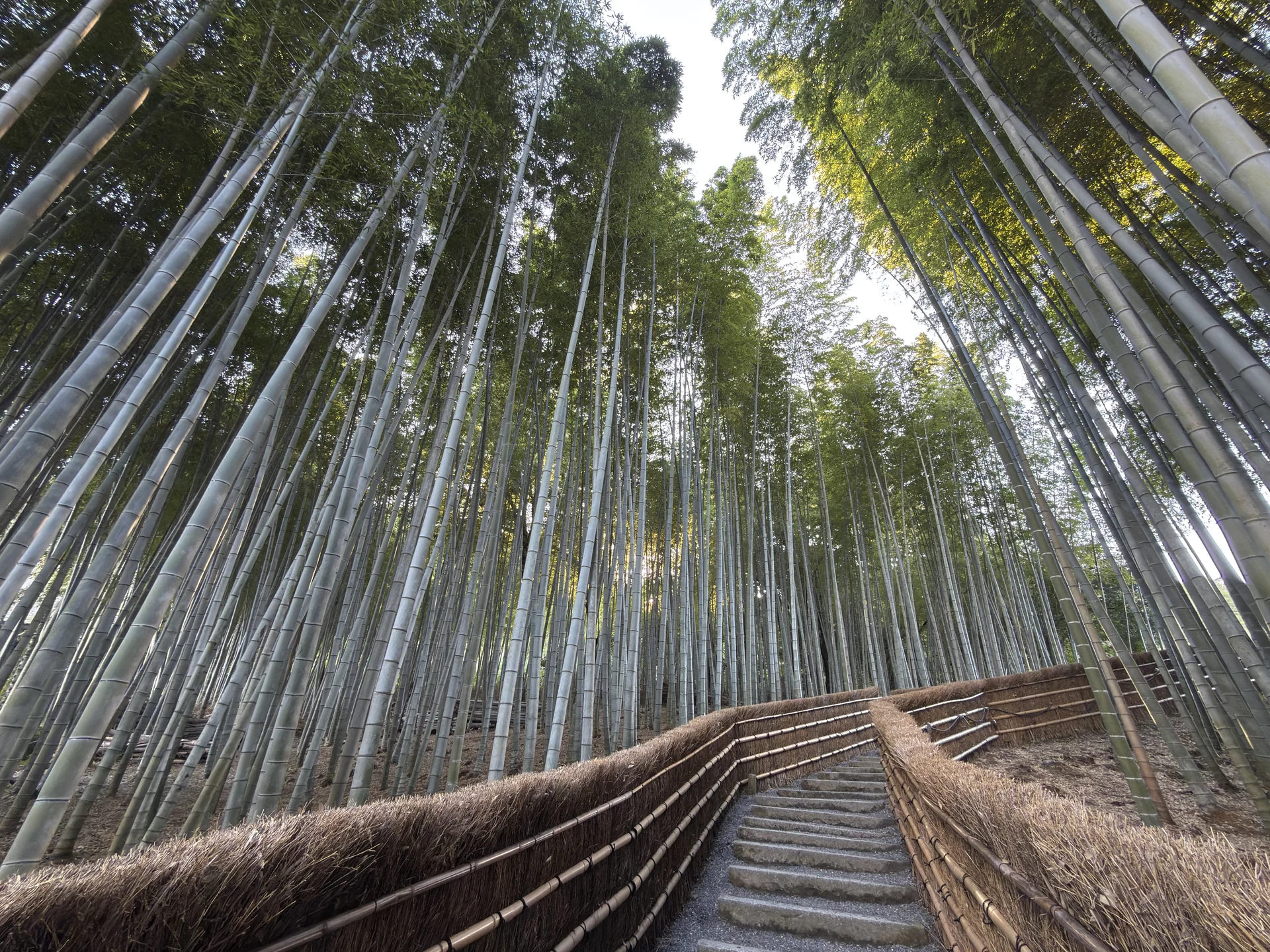 嵐山。竹林の小径