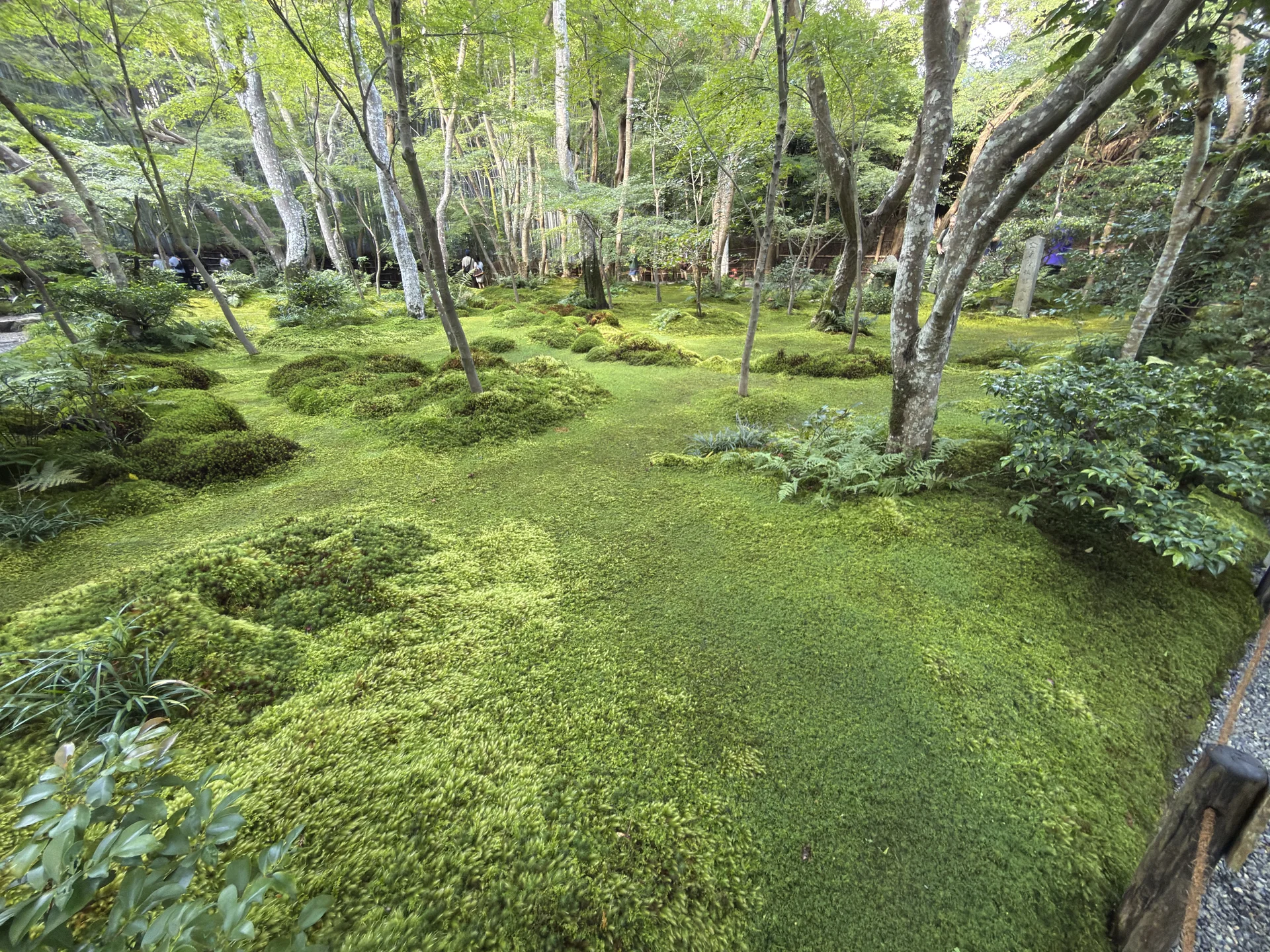 祇王寺：苔の絨毯