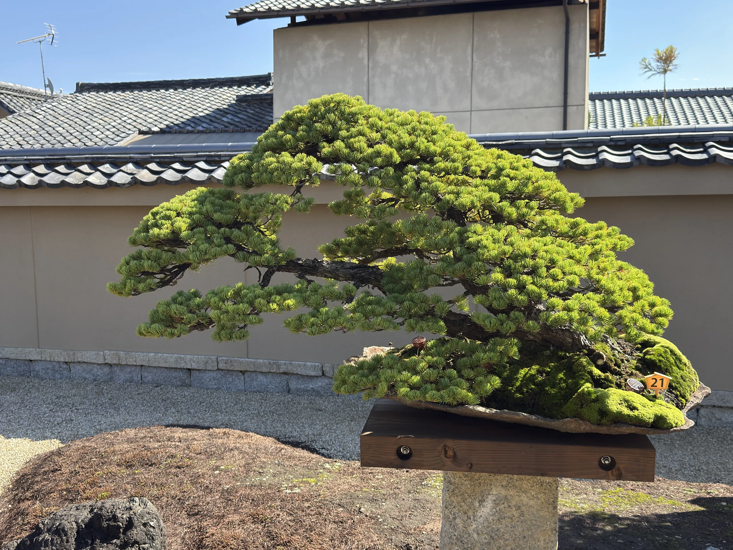放春院：針葉樹の盆栽