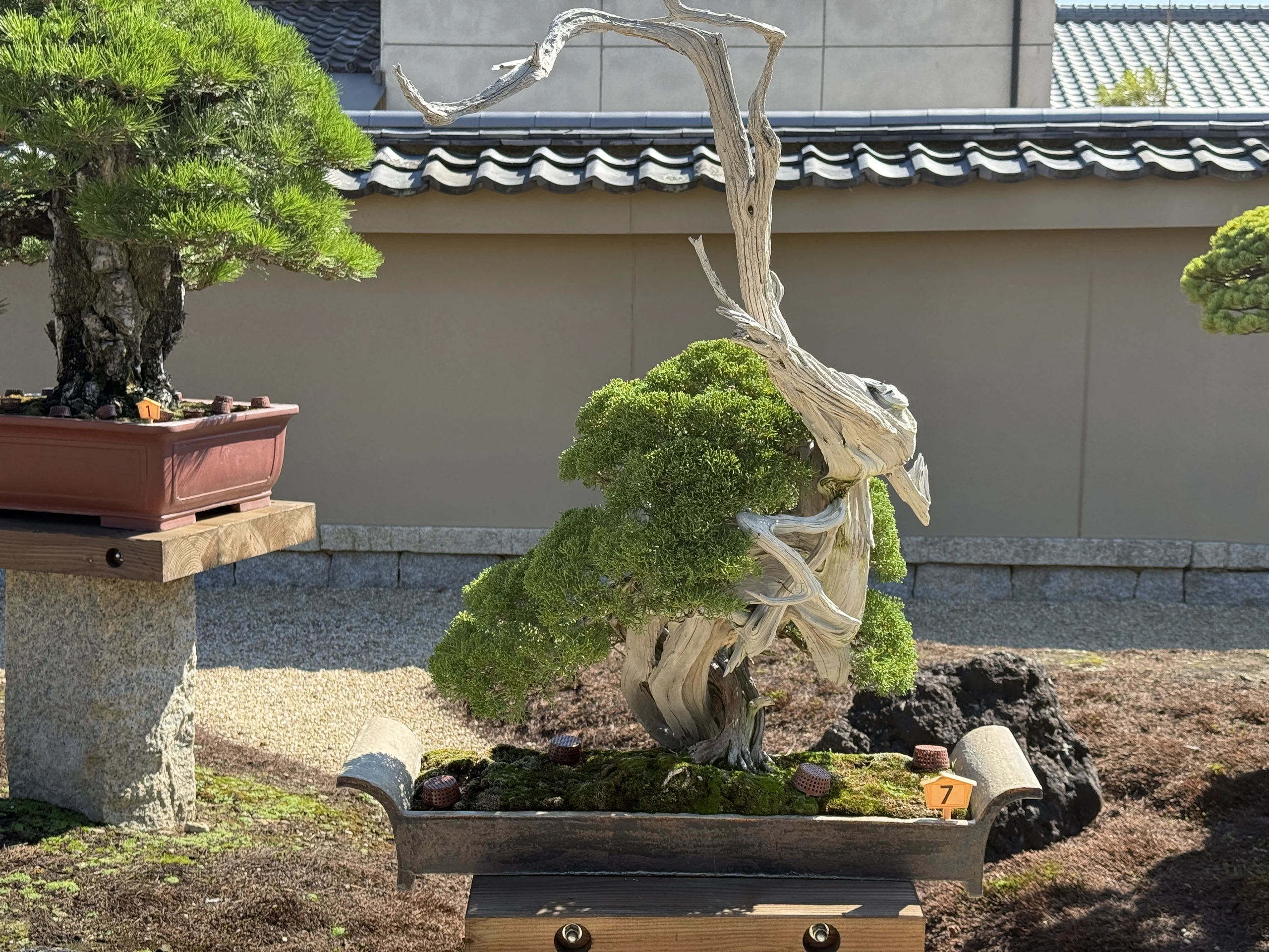 放春院：白い枯れ幹と見事な天神をもつ真柏