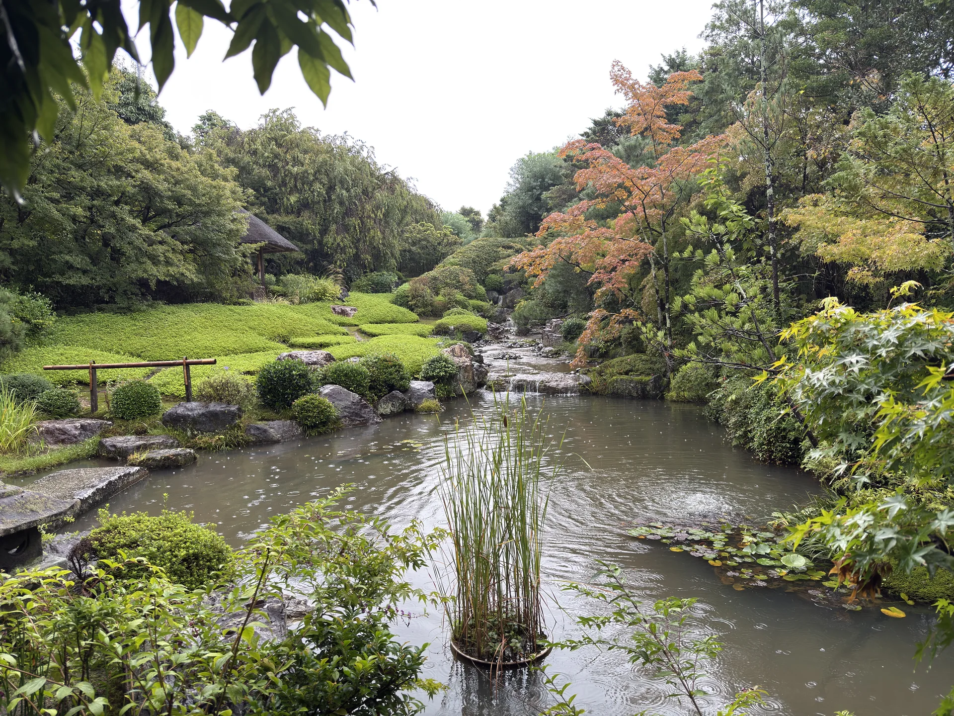 成田山新勝寺：公園の池、葦と紅葉した楓