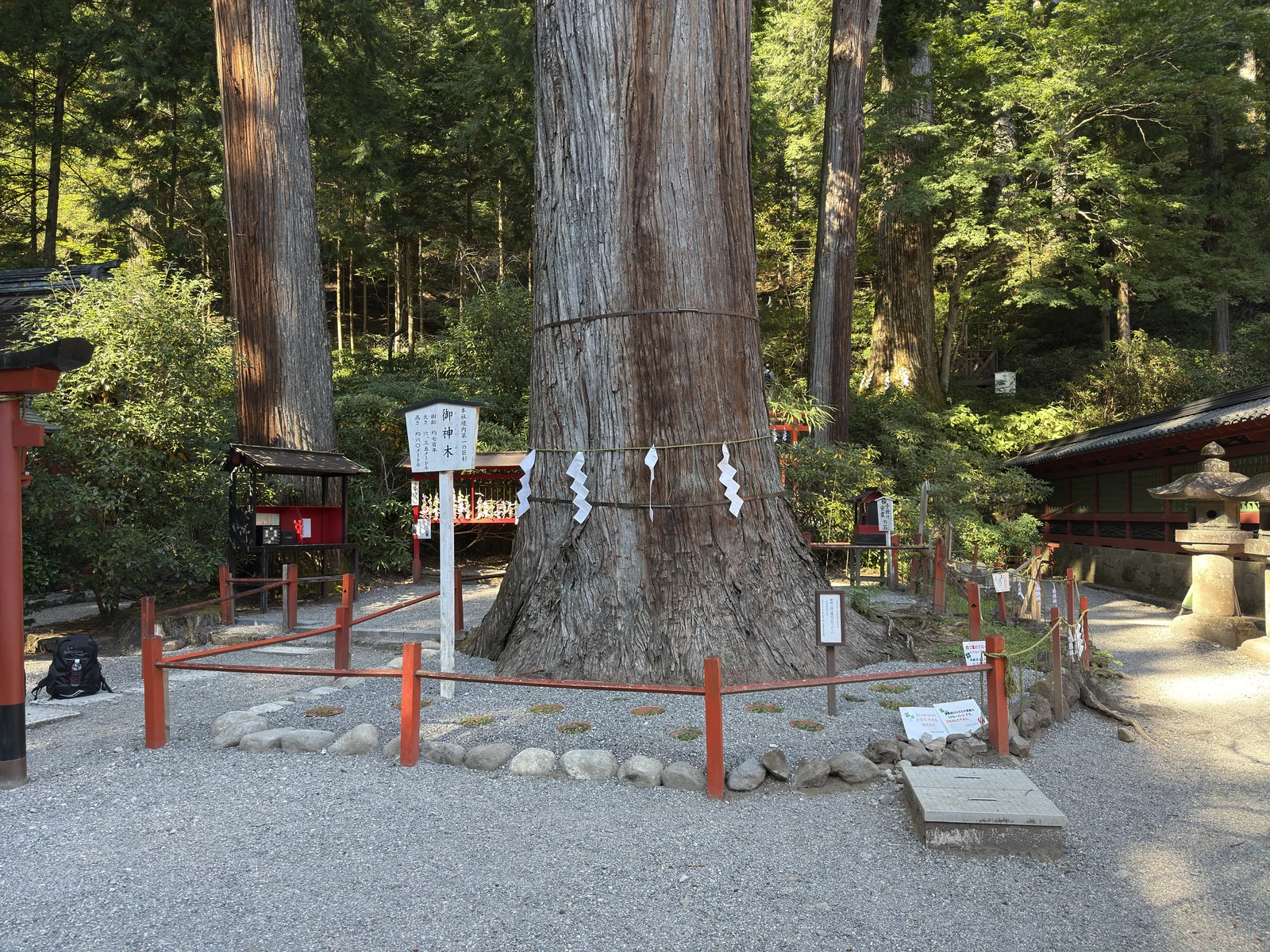二荒山神社：注連縄を巻いた御神木の杉