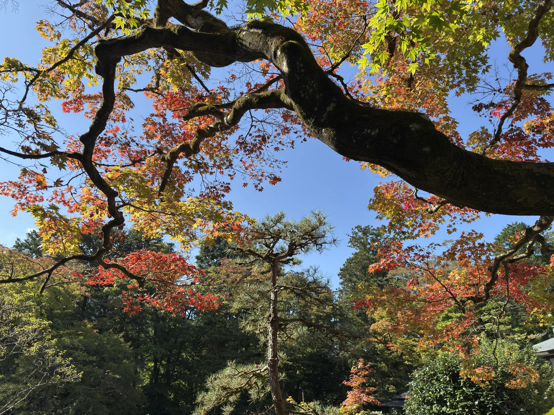 紅葉