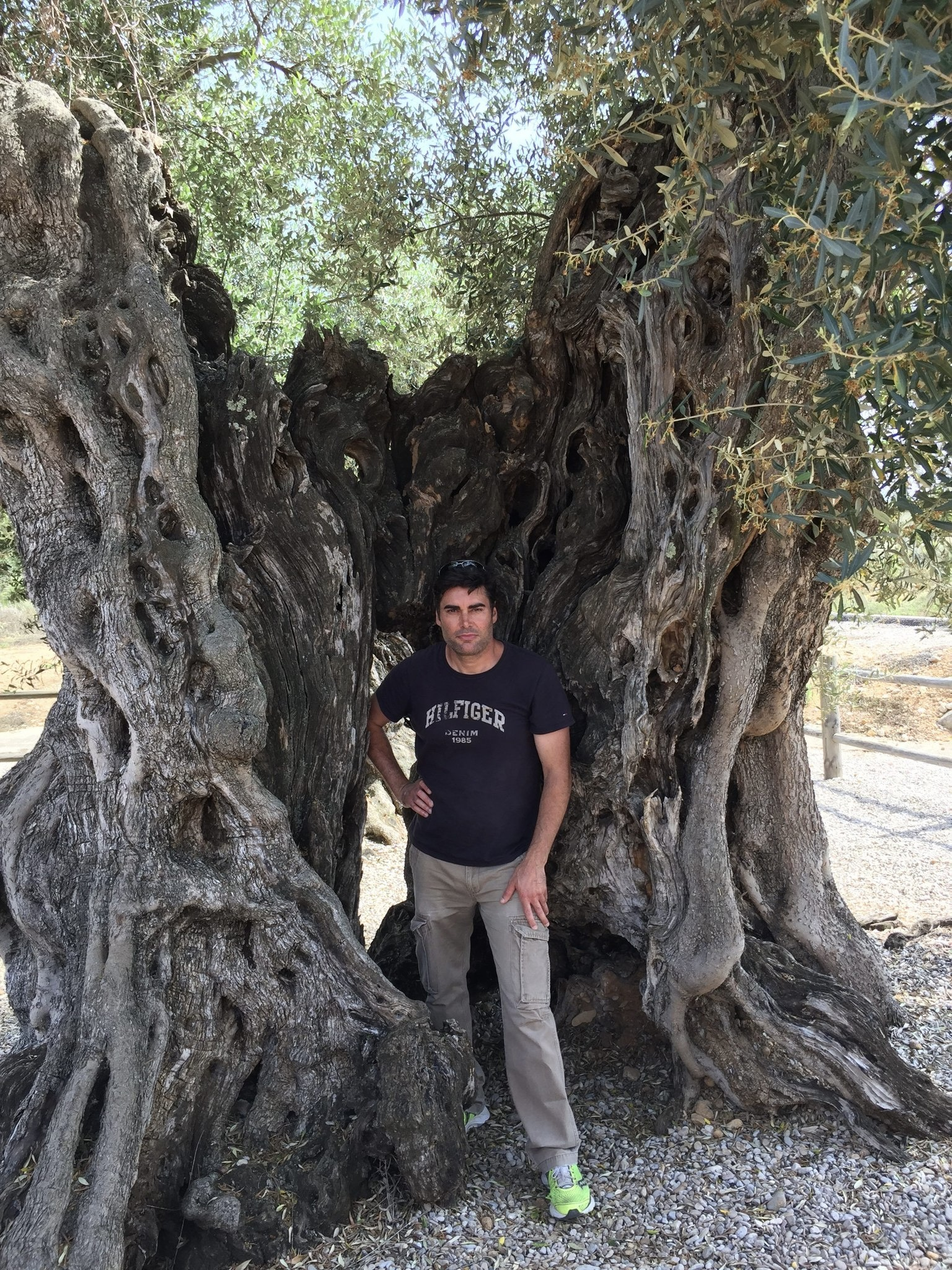 El autor visitando una zona de olivos milenarios en Canet lo Roig, Castellón, Comunitat Valenciana