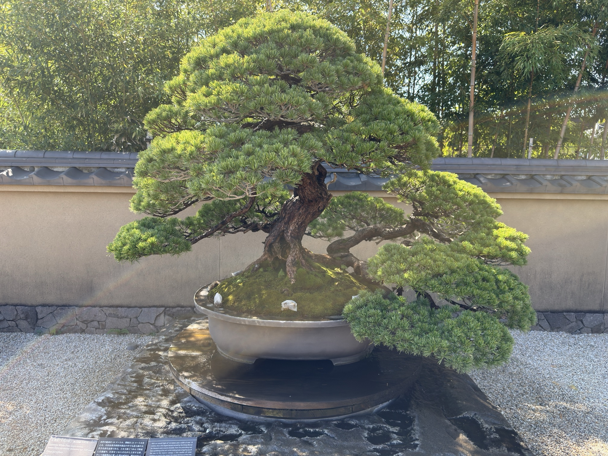 Pino blanco japonés, Museo Bonsai de Omiya