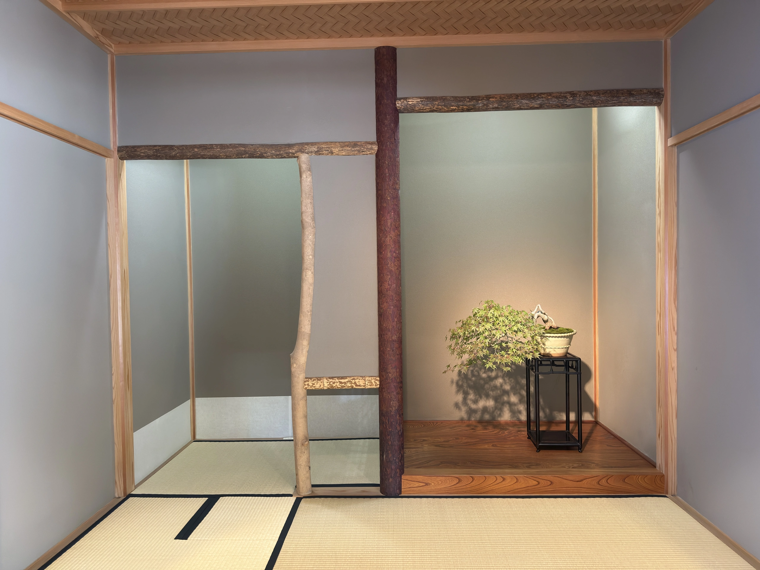大宮盆栽美術館：草の格の床の間と半懸崖のモミジ