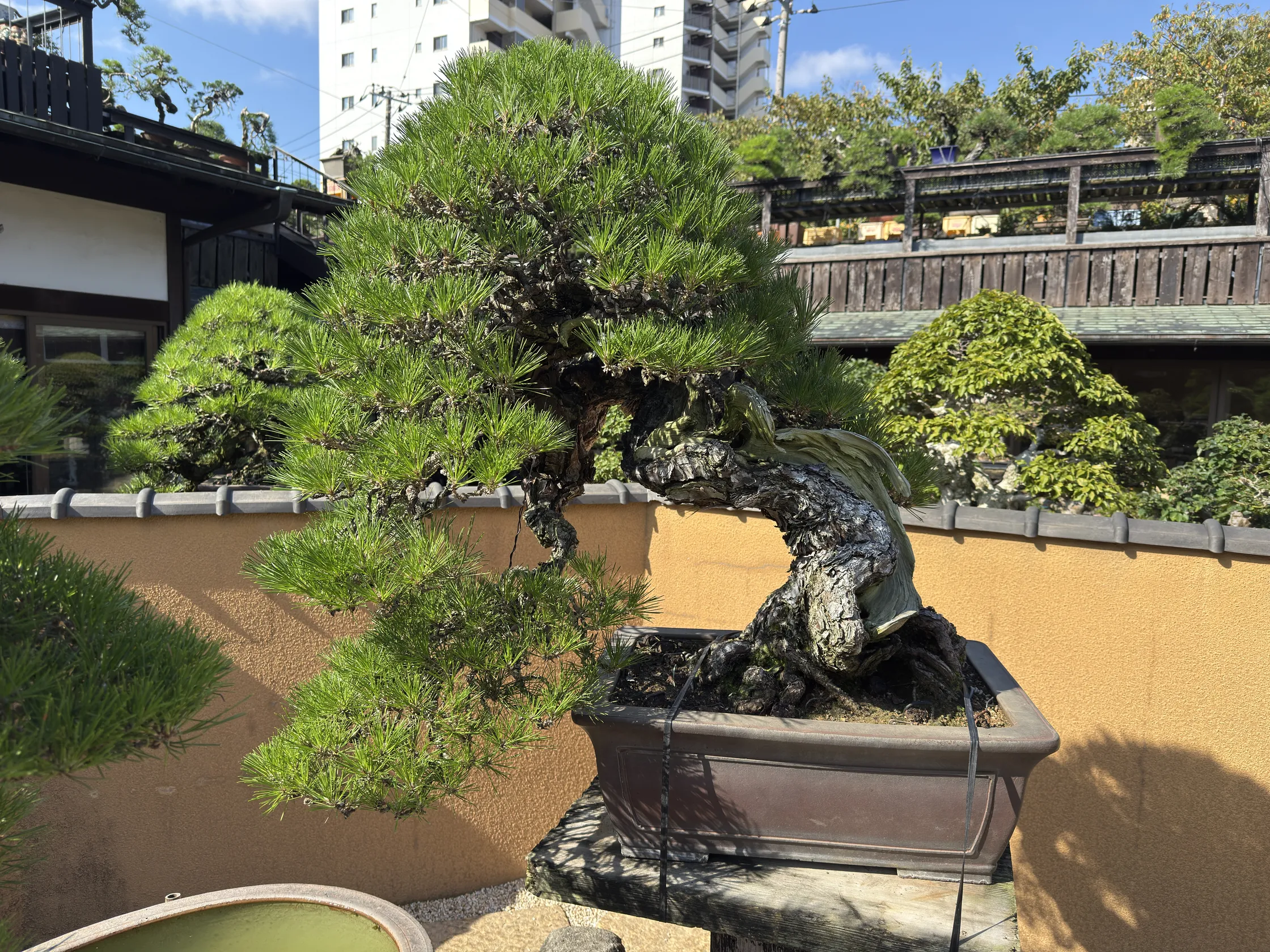 春花園：小林國雄先生を代表する黒松の一つ