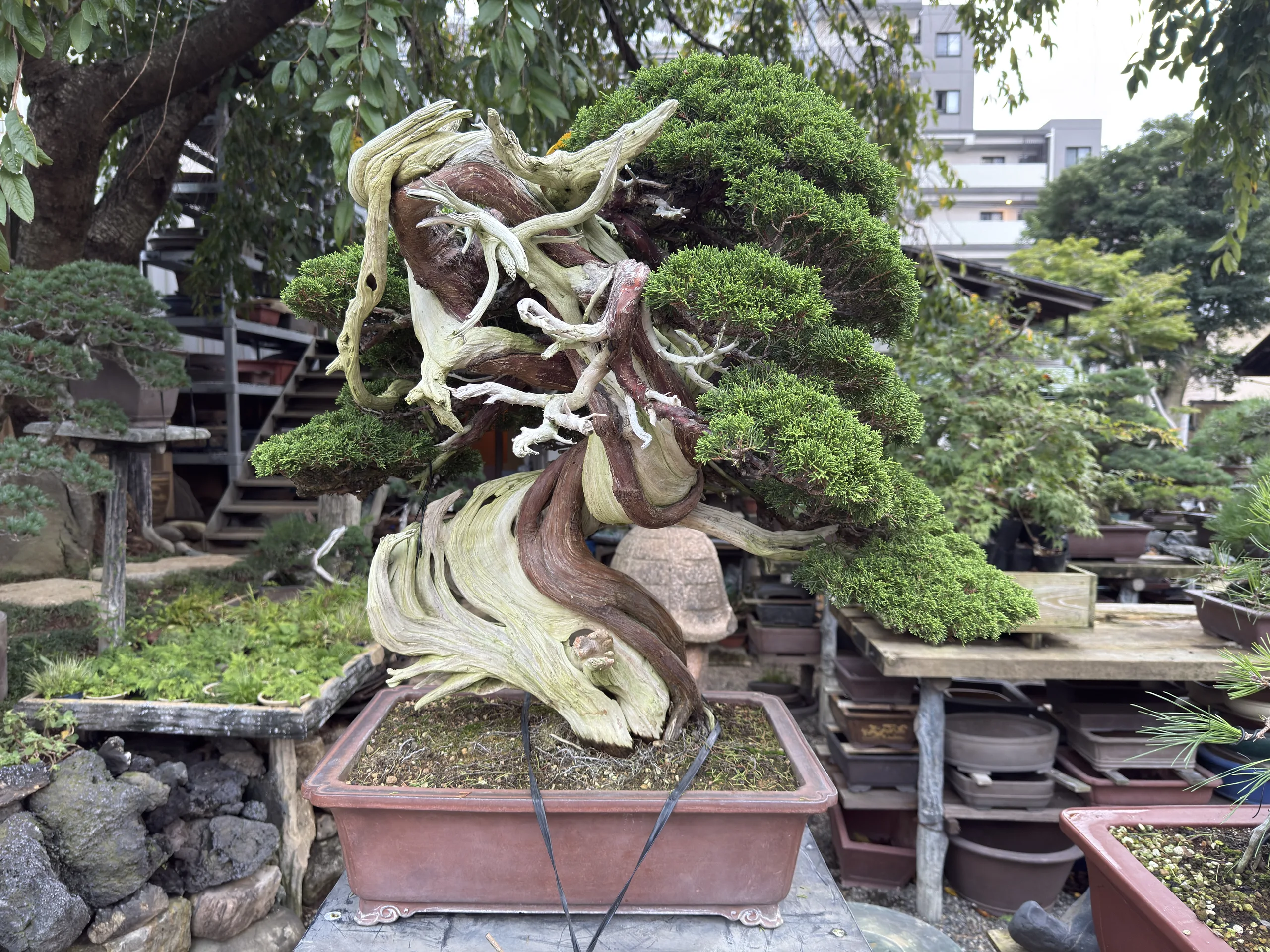 春花園：小林國雄先生の最も傑出した真柏の一つ