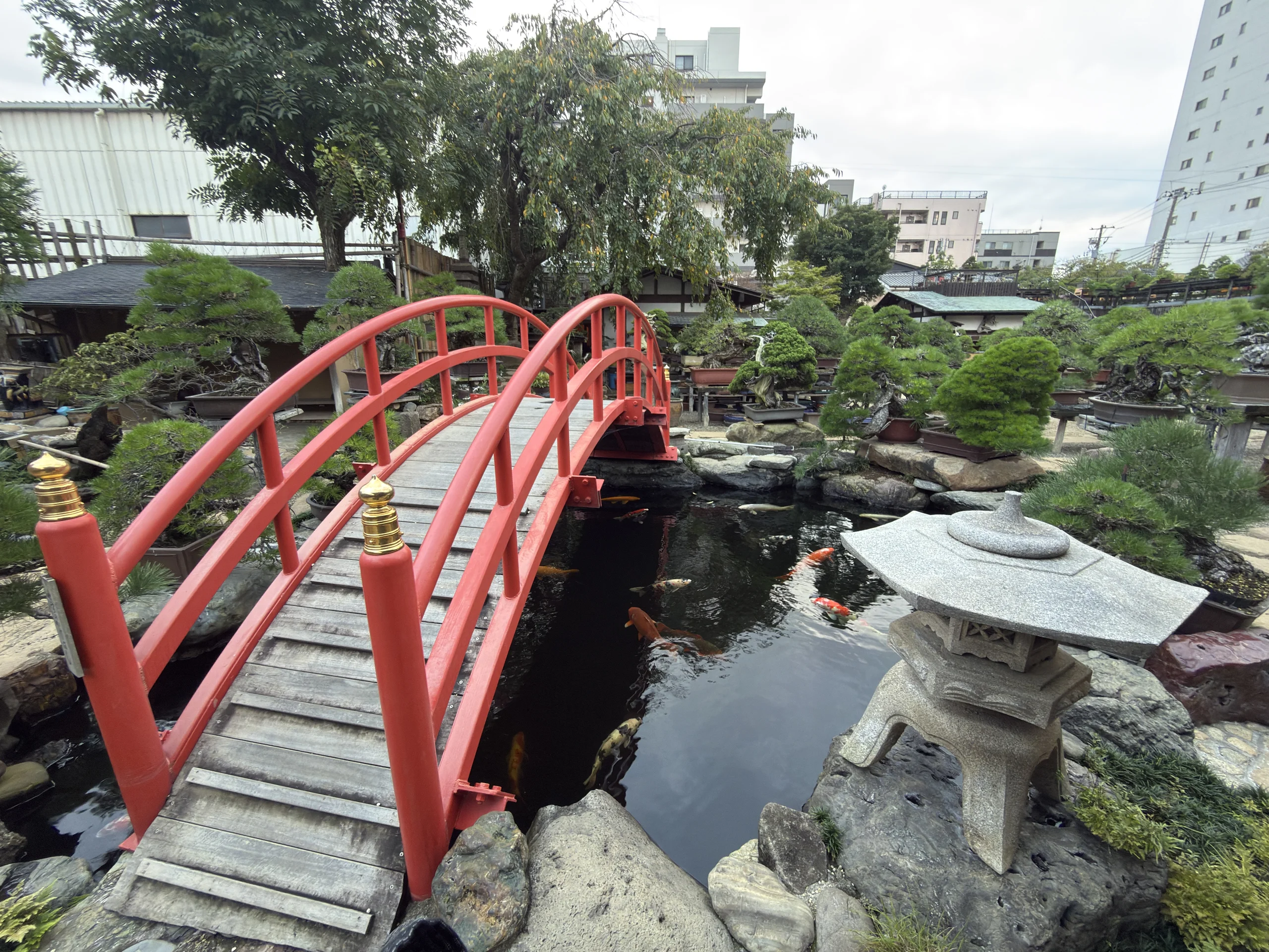春花園：朱の橋、石灯籠と鯉の池